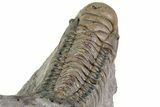 Detailed Crotalocephalina Trilobite - Atchana, Morocco #312817-4